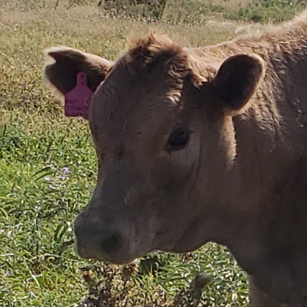 Meet your Posher, Misty